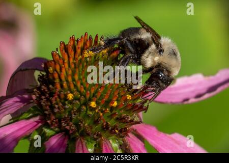 Eine fleißige Hummel bestäubt die Blütenkrautblumen. Stockfoto