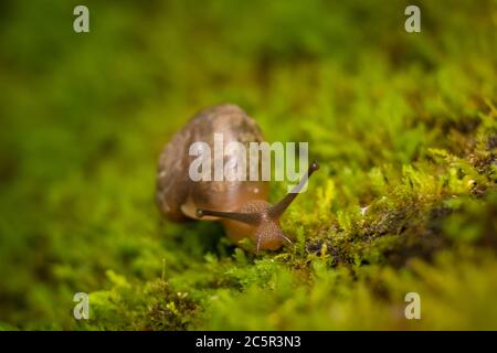 Eine Ansicht nach unten von einer Schnecke, die einen moosigen Baumstamm hochklettert. Stockfoto