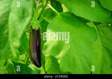 Wachsende Aubergine in Gewächshaus Nahaufnahme. Frisch wachsende saftige Aubergine auf Zweig. Auberginen wachsen im Gewächshaus. Stockfoto