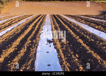 Mulch Film über Furche von gepflügten Feld abstrakte Komposition in sizilianischer Landwirtschaft Stockfoto