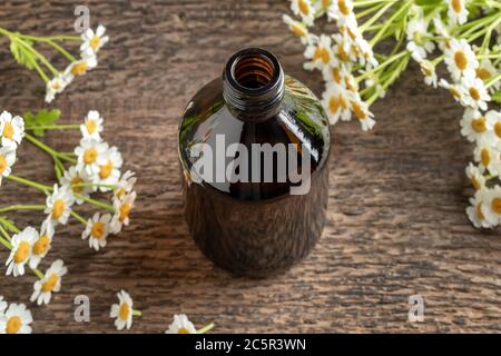 Eine dunkle Flasche Tinktur mit frisch blühender, fiebergeringer Pflanze Stockfoto