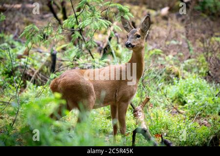 Rehe aus der Nähe in einem Wald Stockfoto