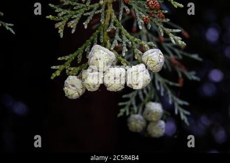 Chamaecyparis lawsoniana, Nahaufnahme der erbsengroßen Zapfen aus einer Lawson Zypresse Stockfoto