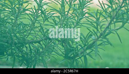 Detail einer Rosmarinpflanze (Salvia rosmarinus) Stockfoto