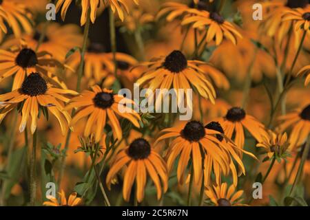 Rudbeckia Blumen (Schwarze Augen susan) Stockfoto