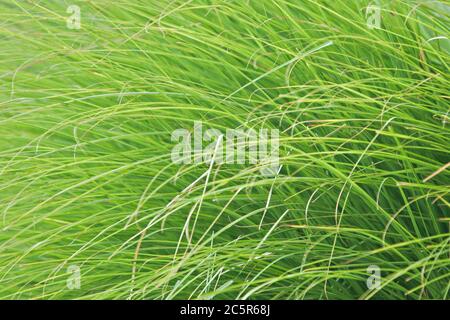 Ein wildes grünes Gras Hintergrund Stockfoto