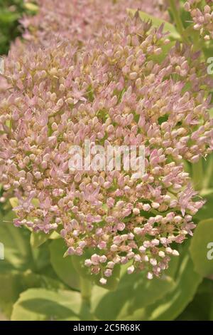 Schöne Sedum Blüten (Sedum spectabile) Stockfoto