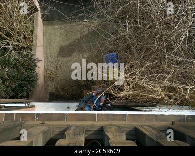 Frühlingsarbeit im Garten - Ansicht von oben der jungen Frau Schneiden Glyzinie Pflanze mit Sämaschine auf dem Haus Frühlingsvorbereitung Stockfoto