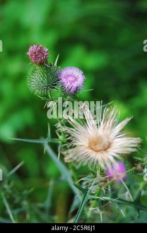 Speerdistel (Cirsium vulgare) mit blühenden Blüten und Dornen. Auch bekannt als Common Thistle oder Bull Thistle Stockfoto