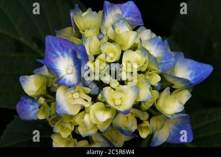 Hortensia macrophylla, Nahaufnahme einer blau-gelben Hortensienblume vor dunklem Hintergrund Stockfoto