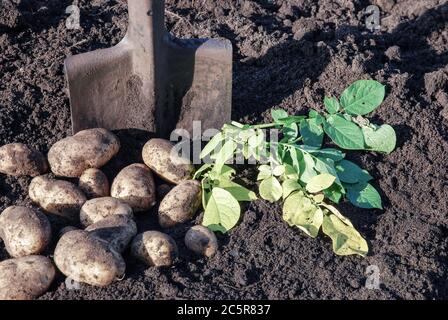 Kartoffeln in biologischem Betrieb aufgraben Stockfoto