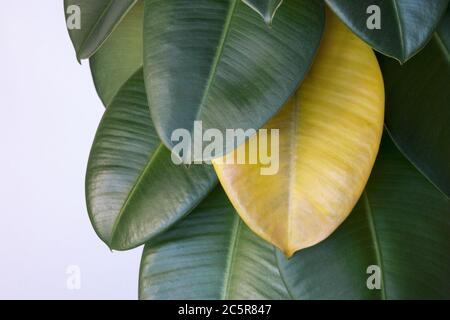 Gelbes, verwildertes Blatt auf grner Fikuspflanze (Ficus elastica,  Assamgummi, indischer Gummibaum), Lebenszyklus der Hauspflanzen  Stockfotografie - Alamy