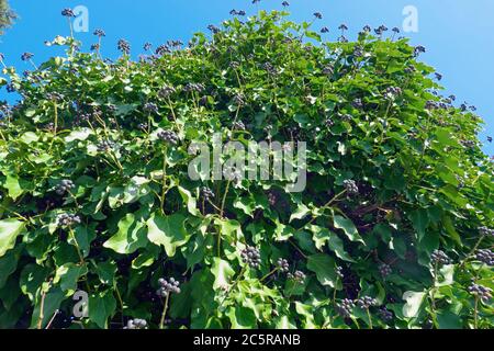 Reifes englisches Efeu (Hedera Helix) mit Beeren gegen einen blauen Himmel. Stockfoto