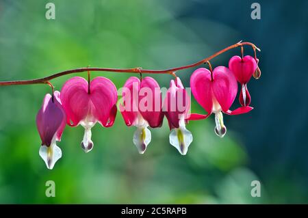 Ein Zweig rosa blutender Herzblumen (Dicentra spectabilis) Stockfoto