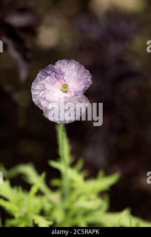 Ein Shirley Mohn (Papaver rhoeas) in der Sorte Amazing Grey, wächst in einem Sommergarten. Stockfoto