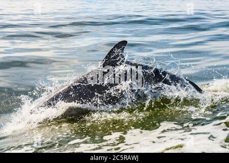 Delfin-Rückenflosse spritzt im Wake of Boat Stockfoto
