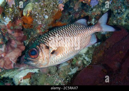 Shadowfin Soldaterfish, Myripristis adusta, Sardine Reef Tauchplatz, Dampier Strait, Raja Ampat, Indonesien Stockfoto
