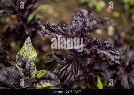 Purple Ruffles, ein ornamentales Basilikum (Ocimum basilicum), das in einem Gemüsegarten wächst. Stockfoto