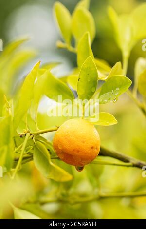 Calamansi oder Calamondin Orange (Citrus x microcarpa), auch bekannt als philippinische Limette, eine Mischung aus Kumquat und Mandarinorange in der philippinischen Küche verwendet. Stockfoto