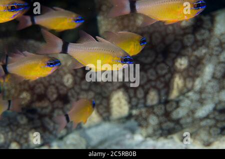 Tasseled Wobbegong Shark, Eucrossorhinus dasypogon, Schwanz mit Schule von Ringtailed Kardinalfisch, Ostorhinchus aureus, Sardine Reef Tauchplatz, Dampier Stockfoto