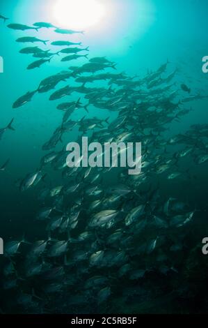 Schule von Bigeye Trevally, Caranx sexfasciatus, mit Sonne im Hintergrund, Blue Magic Tauchplatz, Dampier Strait, Raja Ampat, Indonesien Stockfoto