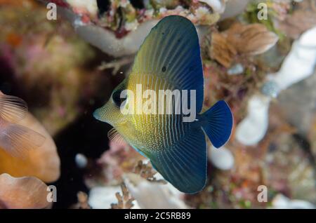 Jungtier-Reisig Tang, Zebrasoma Scopas, Melissa's Garden Tauchplatz, Penemu Island, Dampier Strait, Raja Ampat, Indonesien Stockfoto