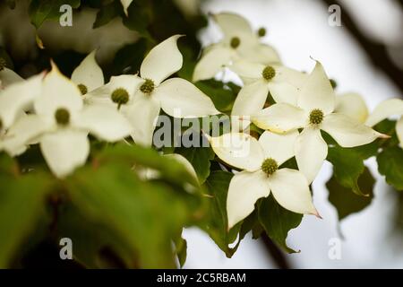 Blumen auf einem Kousa Dogwood (Cornus kousa) Baum in einem Garten in Boylston, Massachusetts, USA. Stockfoto