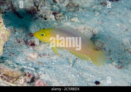 Brown Dottyback, Pseudochromis fuscus, Batu Rufos Tauchplatz, Penemu Island, Dampier Strait, Raja Ampat, Indonesien Stockfoto