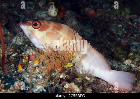 Blacktip Grouper, Epinephelus fasciatus, Two Tree Island Tauchplatz, Misool Island, Raja Ampat, Indonesien Stockfoto