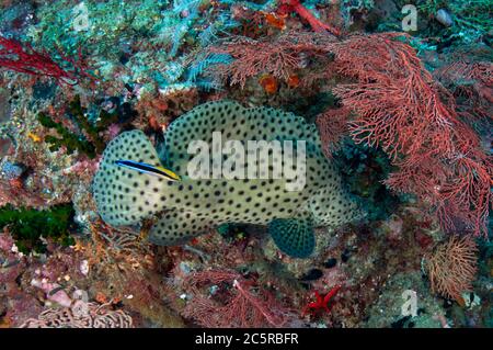 Baramundi Cod, Cromileptes altivelis, gereinigt von einem Bluestreak Cleaner Wrasse, Labroides dimidiatus, No Contest Tauchplatz, Balbulol Island, Misoo Stockfoto