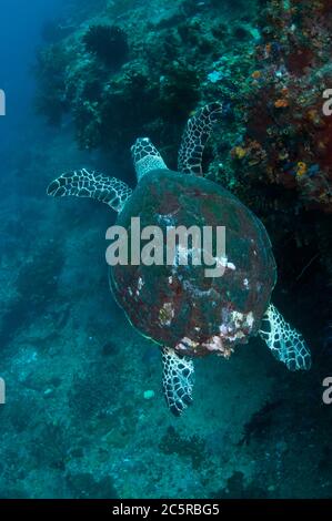 Hawksbill Turtle, Eretmochelys imbricata, Tauchplatz ohne Wettbewerb, Balbulol Island, Misool Island, Raja Ampat, Indonesien Stockfoto