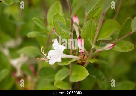 Piemont Azalea oder Berg Azalea (Rhododendron canescens), in der Familie Ericaceae, aus dem Osten der Vereinigten Staaten. Stockfoto