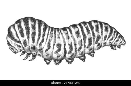 Tinte Insect Papilio Machaon Caterpillar Stockfoto