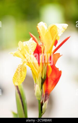 Canna indica, bekannt als Indian Shot, African arrowroot, essbare Canna oder Sierra Leone arrowroot, heimisch in Mittel-/Südamerika und als Nahrung angebaut. Stockfoto