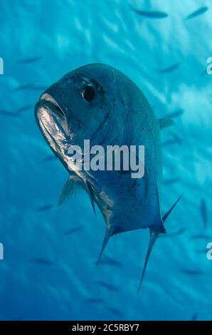 Giant Trevally, Caranx ignobilis, umgeben von einer Fischschule, Tauchplatz Antichovy, Misool Island, Raja Ampat, Indonesien Stockfoto