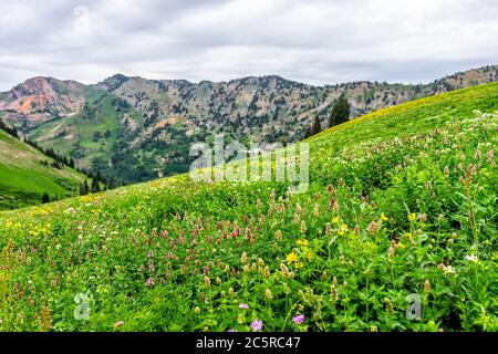 Albion Basin, Utah Sommer 2019 mit Wiesen Trail in Wildblumen Saison in Wasatch Berge und viele verschiedene Blumen Stockfoto