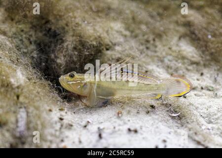 Ein kleiner, farbenprächtiger grüner Fischfischer (Gobioidei) ruht außerhalb seines Baus auf dem sandigen Boden einer zentralen Quelle in Florida. Stockfoto