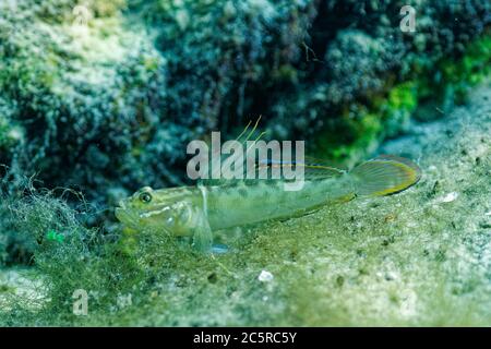 Ein kleiner, farbenprächtiger grüner Fischfischer (Gobioidei) ruht außerhalb seines Baus auf dem sandigen Boden einer zentralen Quelle in Florida. Stockfoto