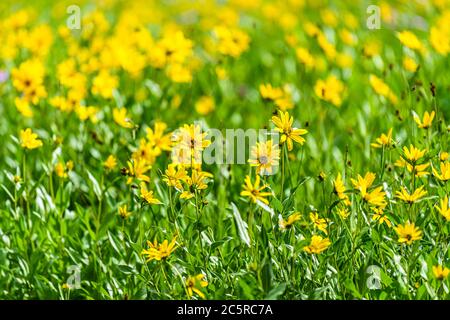 Albion Basin, Utah 2019 Wildblumen Festival Sommersaison in Wasatch Mountains mit Nahaufnahme von Wiese und Muster von vielen gelben Arnica Sonnenblumen fl Stockfoto