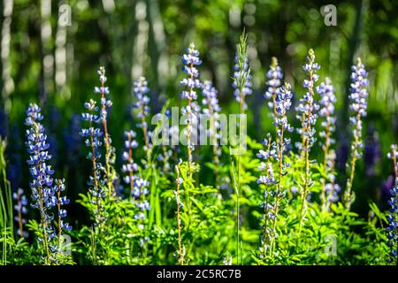 Gruppe von blau lila Lupine Blumen in Waldwiese in Snowmass Village in Aspen, Colorado viele bunte Wildblumen mit Sonnenlicht und verschwommenem Backgro Stockfoto