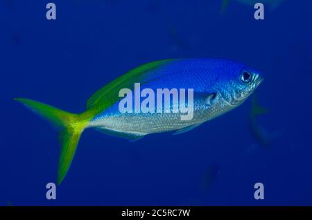 Blue and Yellow Fusilier, Caesio teres, Fibacet Pinnacle Tauchplatz, Misool Island, Raja Ampat, Indonesien Stockfoto