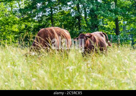 Zwei Kühe in grünen Tennessee Farm Feld grasen auf Gras und viele Fliegen um und Bäume Hintergrund flache Tiefe des Feldes Vordergrund Stockfoto