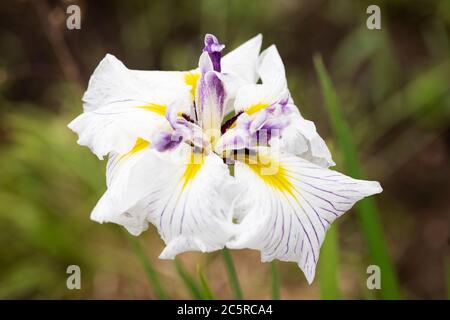 Caprician Butterfly Japanische Iris (Iris ensata) mit einer schönen weißen, lila und gelben Blüte. Stockfoto