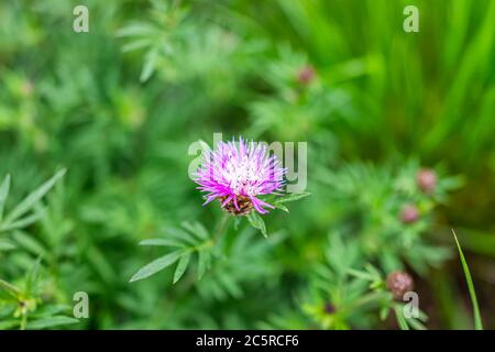 Makro Nahaufnahme von rosa lila Knapweed Blume blüht mit Bokeh verschwommenen Hintergrund in Santa Fe, New Mexico Garten Stockfoto