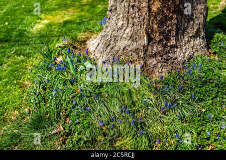 Kleine blaue Muscari Blumen auf Vorgarten Rasen Garten von Baumstamm während Frühling Frühjahrssaison in Virginia Stockfoto