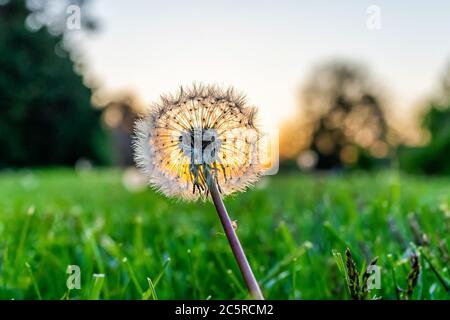 Ebenerdig Nahaufnahme Makro Ansicht von einem einzigen flauschigen Löwenzahn Samen auf Vorder-oder Hinterhof Rasen Gras im Frühjahr mit Hintergrundbeleuchtung von Sonne Sonnenuntergang und Himmel Stockfoto