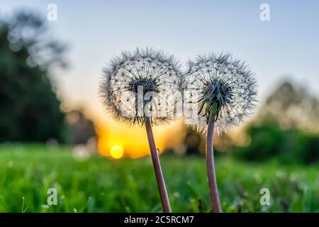 Low-Winkel Boden-Ebene Nahaufnahme Makro-Ansicht von zwei flauschigen Löwenzahn Samen auf Vorder-oder Hinterhof Rasen Gras im Frühjahr mit Hintergrundbeleuchtung der Sonne Sonnenuntergang und sk Stockfoto