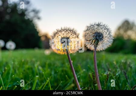 Ebenerdrige Nahaufnahme Makroansicht von zwei flauschigen Löwenzahn Samen auf Vorder-oder Hinterhof Rasen Gras im Frühjahr mit Hintergrundbeleuchtung von Sonne Sonnenuntergang und Himmel Stockfoto