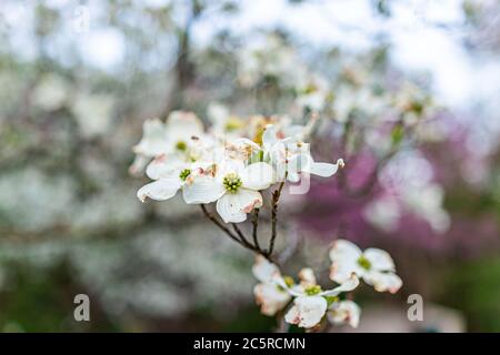 Makro Nahaufnahme von weißen Dogwood Blumen auf Baum in Virginia im Frühjahr Frühling mit Bokeh verschwommenen Hintergrund Stockfoto