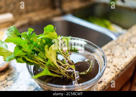 Nahaufnahme der lokalen heimischen Garten grüne Rucola Blattsalat Grüns in Glasschale für die Reinigung von Schmutz Erde durch Spülbecken Stockfoto